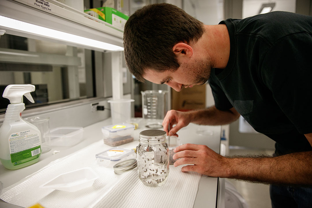 A student working with butterfly larvae in a glass beaker in a lab